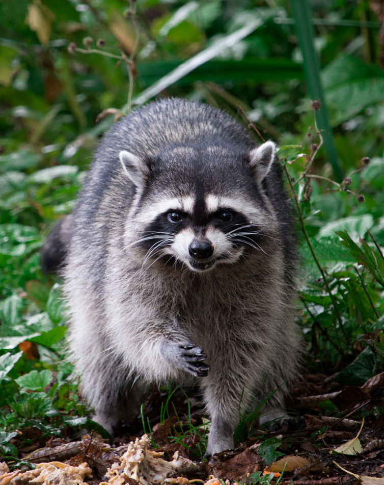 Trash Panda! La la laaa... Trash Panda! La la laaa...